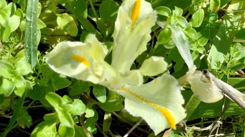 פריחה ביער חורשים (2).jpg