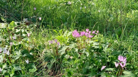 פריחה ביער חורשים (4).jpg