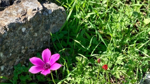 פריחה ביער חורשים (6).jpg