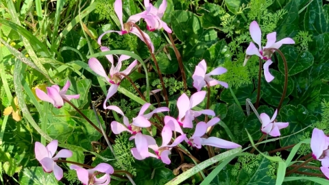 פריחה ביער חורשים (8).jpg