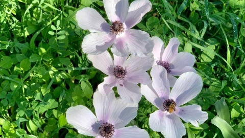 פריחה ביער חורשים (5).jpg