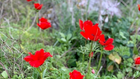 פריחה ביער חורשים (7).jpg