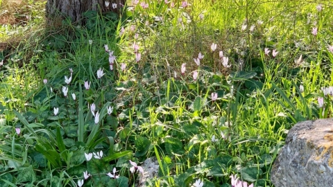 פריחה ביער חורשים (3).jpg