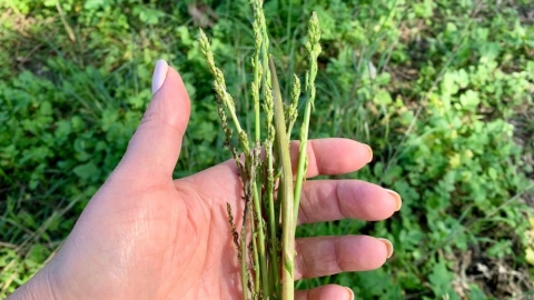 פריחה ביער חורשים (1).jpg