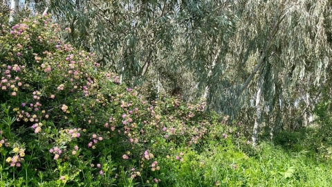 פריחה בדרום השרון (1).jpg