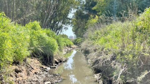 פריחה בדרום השרון (2).jpg
