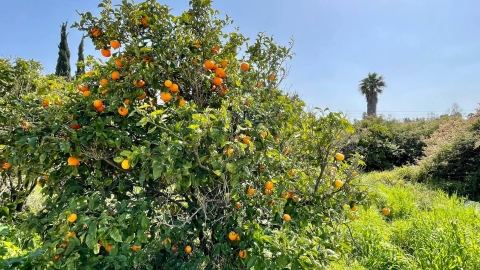 פריחה בדרום השרון (5).jpg