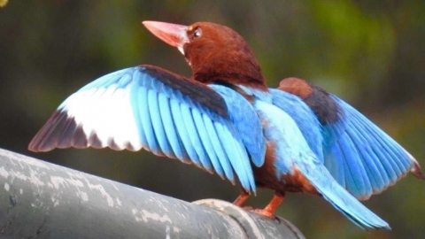 צילום רינה רוזנברג.jpg