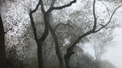 צילום ענבל הורביץ.jpg