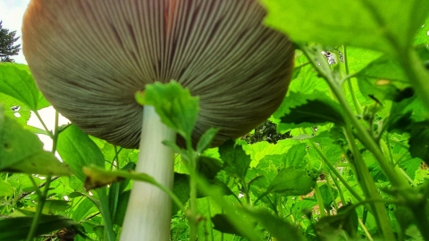 עליסה בארץ הפלאות צילום מירב אורן.jpg