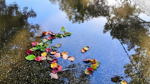 צילום רננה בכר.jpg