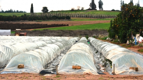 חממת תותים צילום יפה שפילמן.jpg
