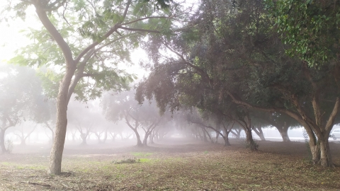 חורשה קסומה צילום חגית אורגל.jpg
