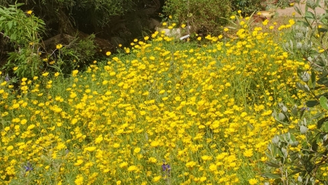 צילום מאירה ניב.jpg