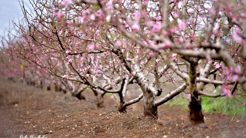 אפרסקים פורחים צילום דליה ברודבקר.jpg