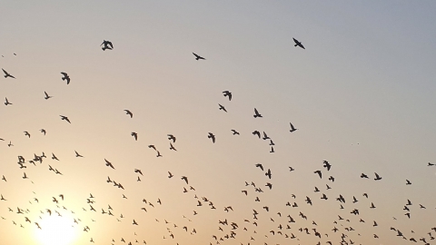 צילום פנינה סקס דהרי.jpg