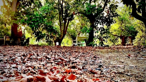 הספסל תחת עצי האבוקדו צילום אלי ליבנה.jpg