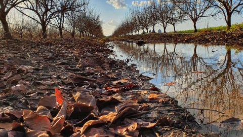 קריספי חורף צילום ליאן לוי.jpg