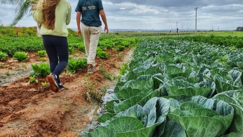 החווה החקלאית בדרום השרון פורחת (1).jpg