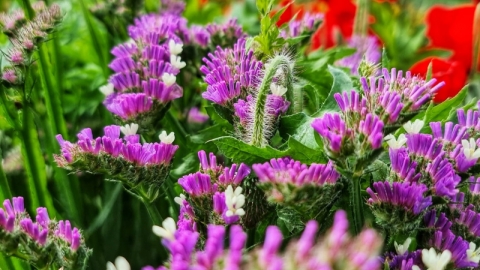 החווה החקלאית בדרום השרון פורחת (2).jpg