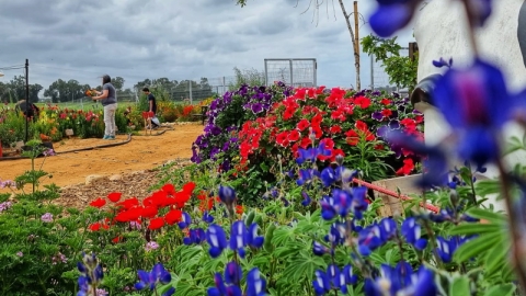 החווה החקלאית בדרום השרון פורחת (6).jpg