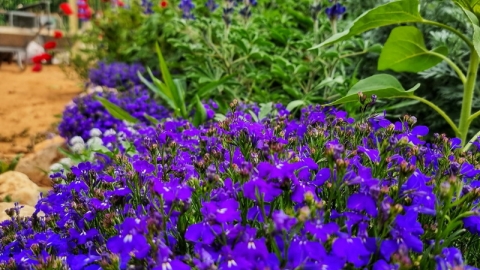 החווה החקלאית בדרום השרון פורחת (10).jpg