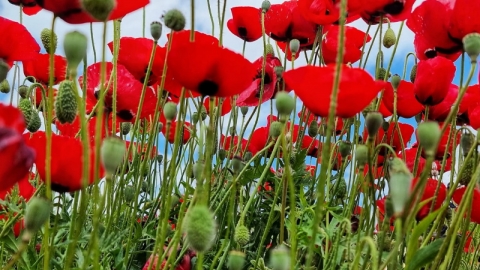 החווה החקלאית בדרום השרון פורחת (11).jpg