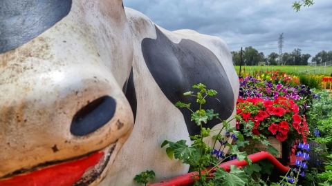 החווה החקלאית בדרום השרון פורחת (7).jpg