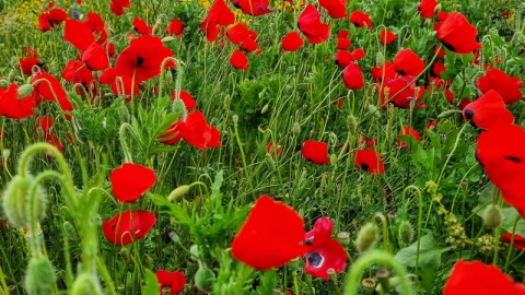 החווה החקלאית בדרום השרון פורחת (4).jpg