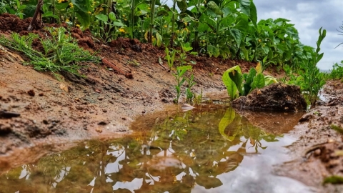 החווה החקלאית בדרום השרון פורחת (12).jpg