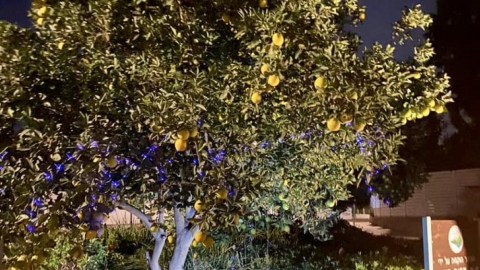 צובעים את הלילה בסגול צופית.jpg