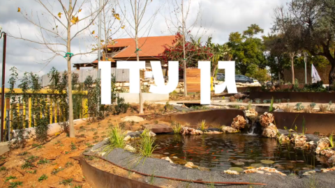 עדן אלון לוי (1).png